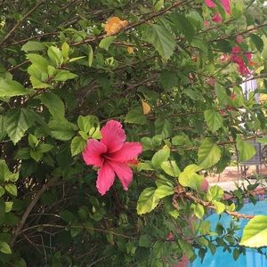 Meet your Posher, Dorothy